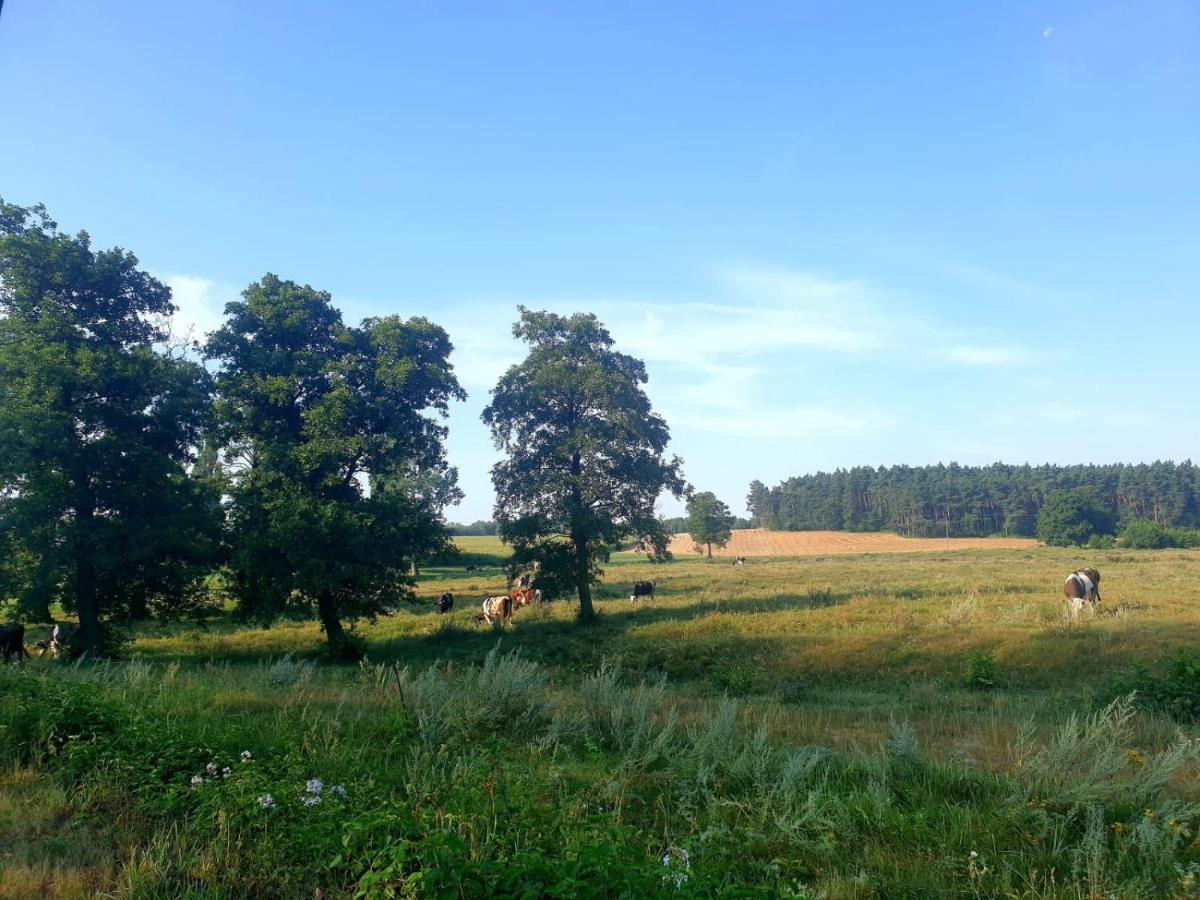 Szary 1 Jacuzzi Komienk Sauna Klimatyzacja Jezioro Piotrkow Kujawski